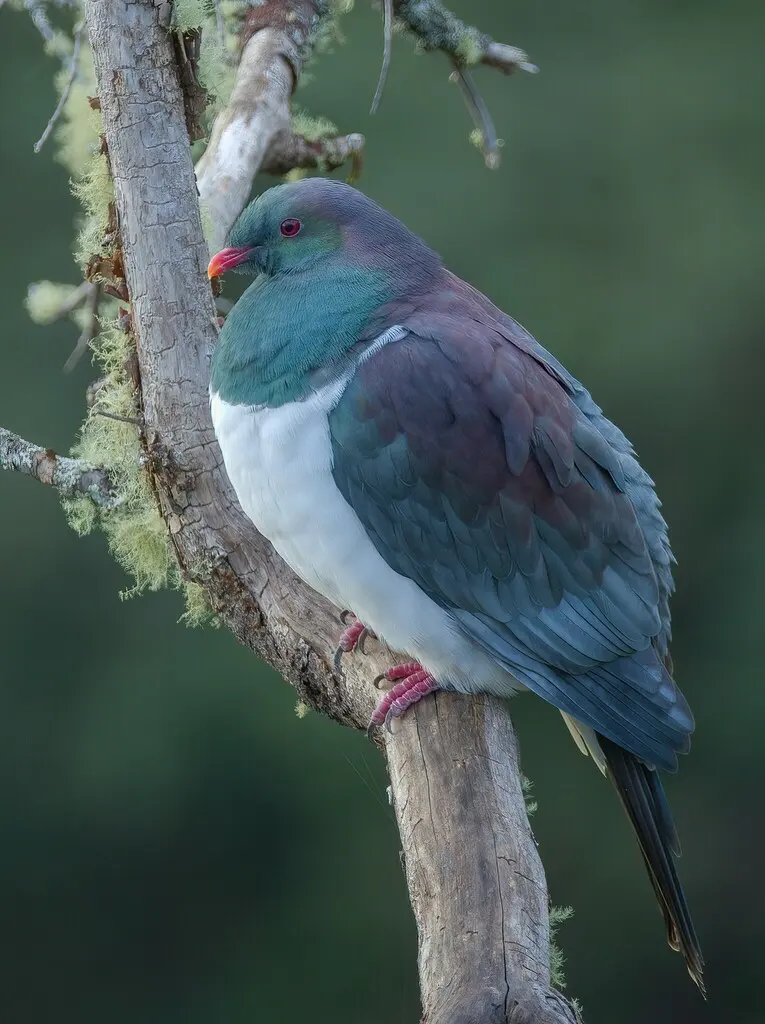 新西兰鸠(Hemiphaga novaeseelandiae)