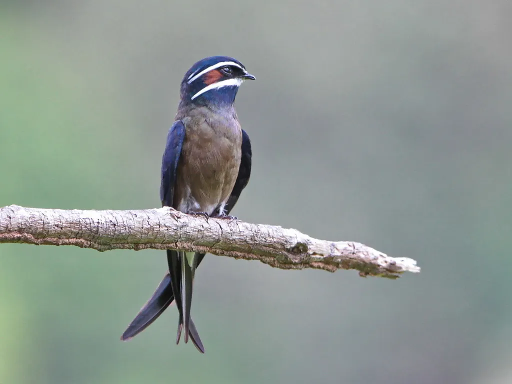 小须凤头雨燕(Hemiprocne comata)