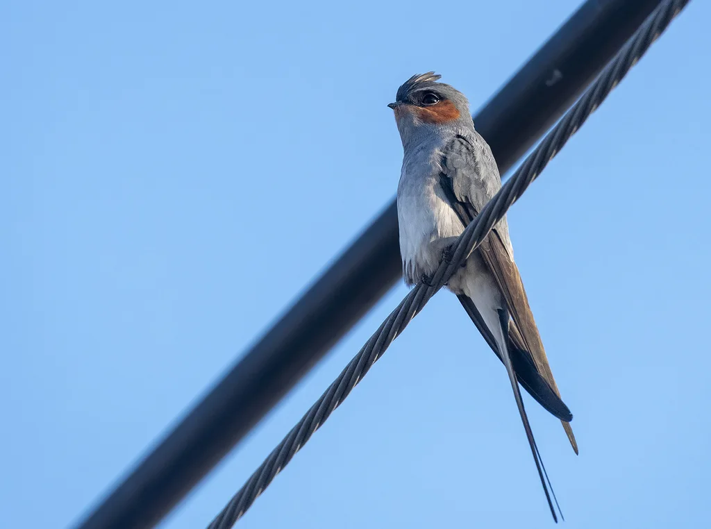 凤头雨燕(Hemiprocne coronata)