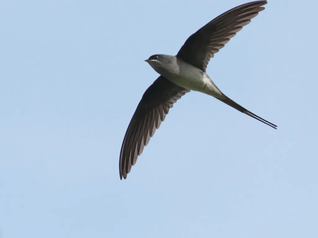 凤头雨燕(Hemiprocne coronata)