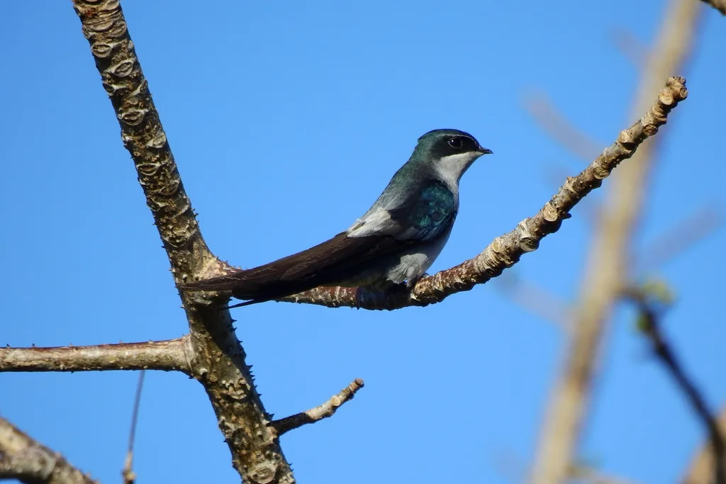 灰腰凤头雨燕(Hemiprocne longipennis)