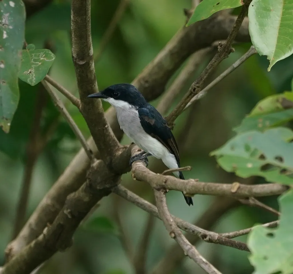 黑翅鹟鵙(Hemipus hirundinaceus)