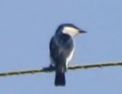 黑翅鹟鵙(Hemipus hirundinaceus)