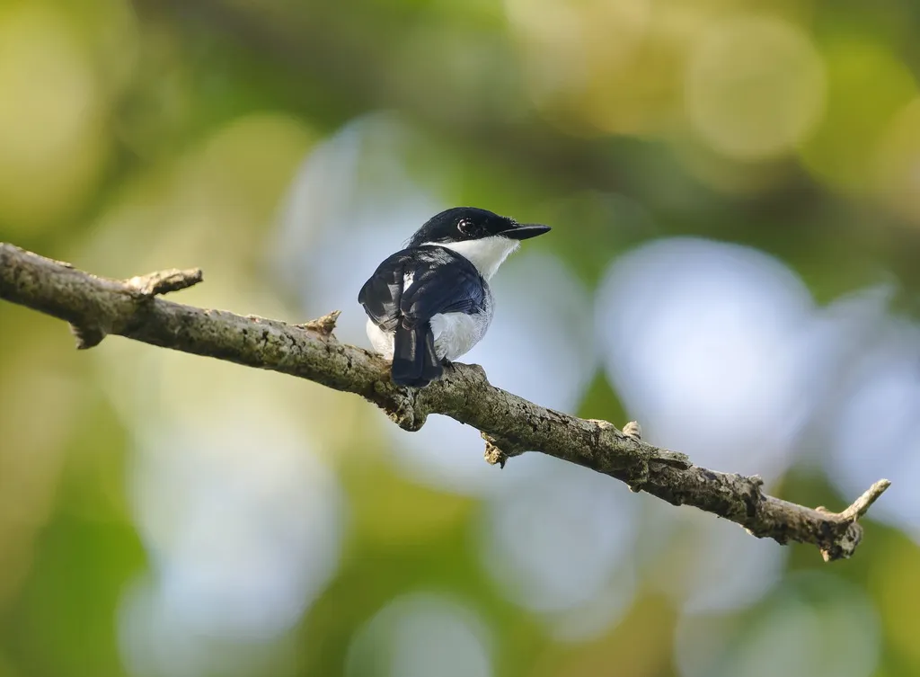 黑翅鹟鵙(Hemipus hirundinaceus)