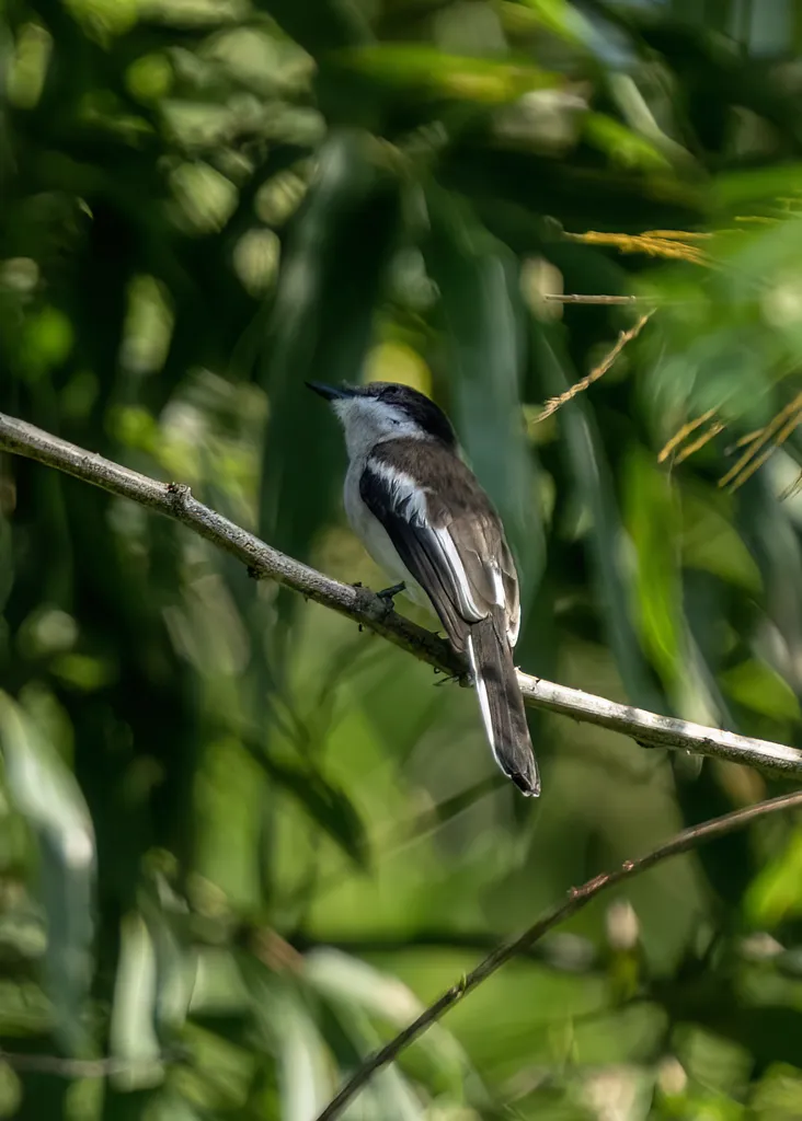 褐背鹟鵙(Hemipus picatus)