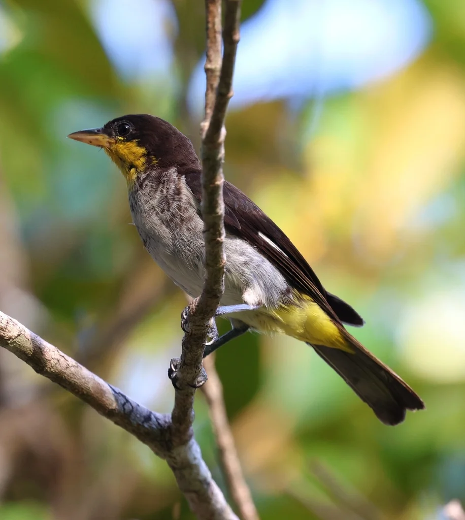 黄背裸鼻雀(Hemithraupis flavicollis)
