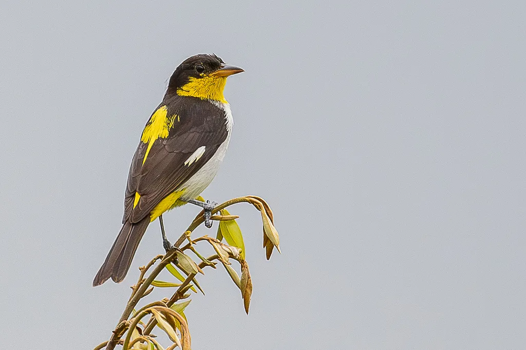 黄背裸鼻雀(Hemithraupis flavicollis)
