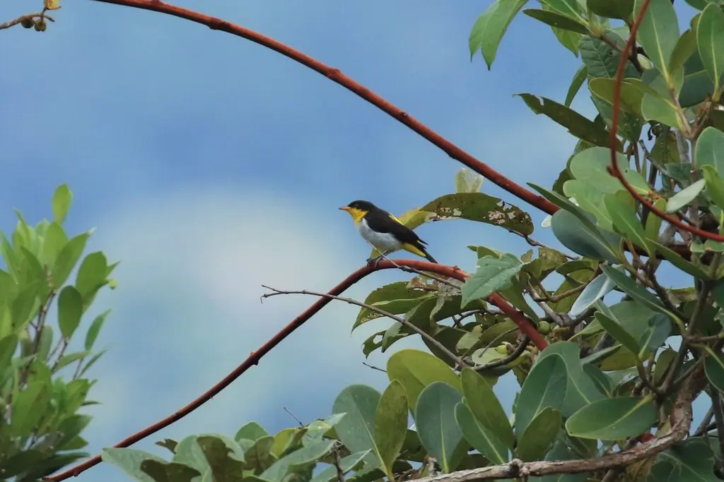 黄背裸鼻雀(Hemithraupis flavicollis)