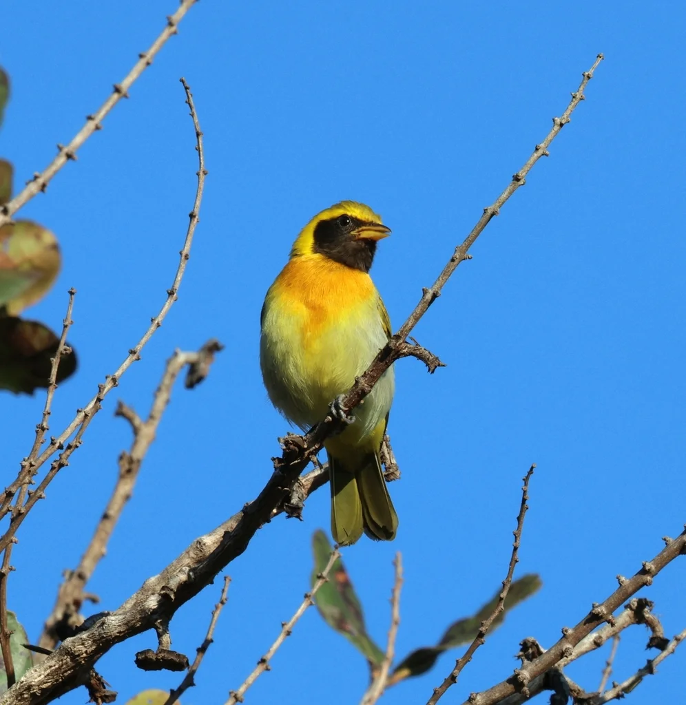 吉拉裸鼻雀(Hemithraupis guira)
