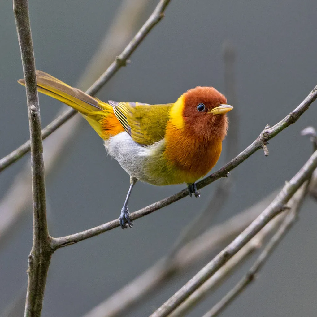 红头裸鼻雀(Hemithraupis ruficapilla)