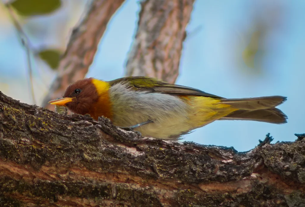 红头裸鼻雀(Hemithraupis ruficapilla)