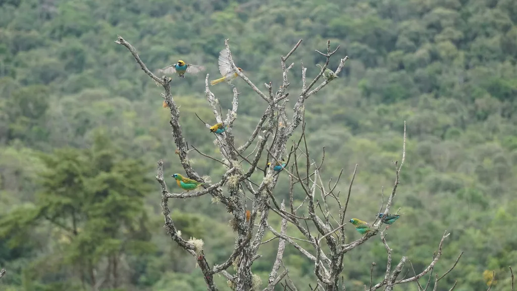 红头裸鼻雀(Hemithraupis ruficapilla)