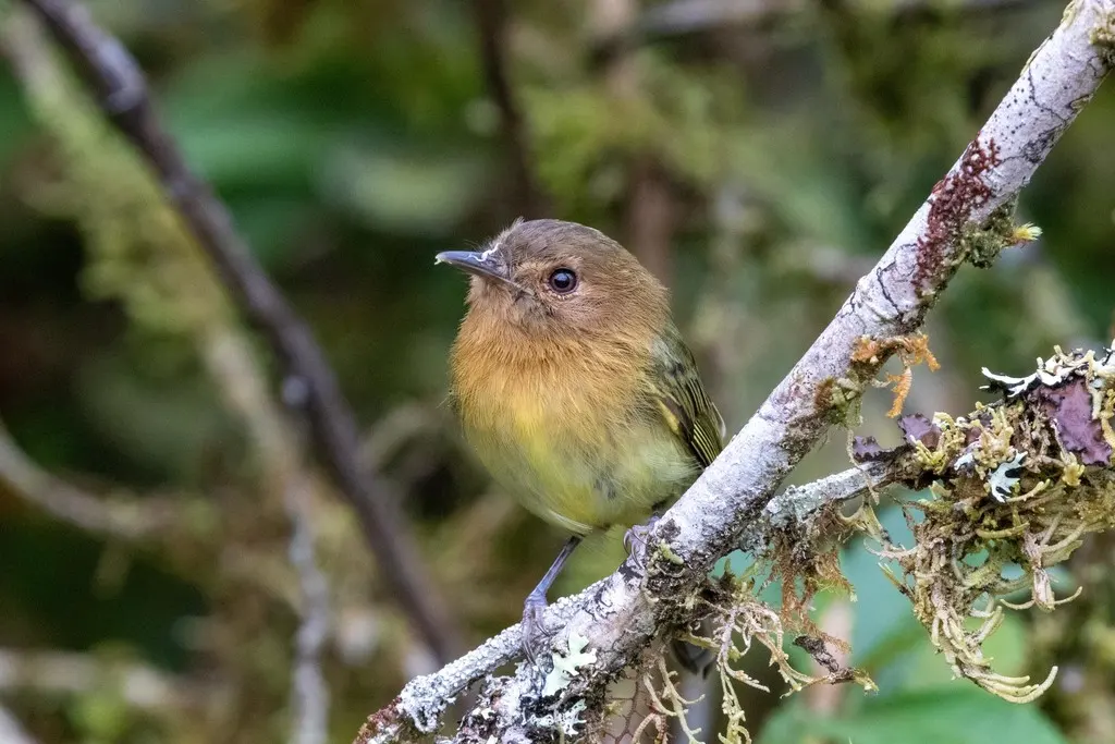 棕胸哑霸鹟(Hemitriccus cinnamomeipectus)