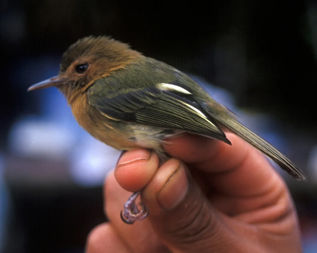 棕胸哑霸鹟(Hemitriccus cinnamomeipectus)