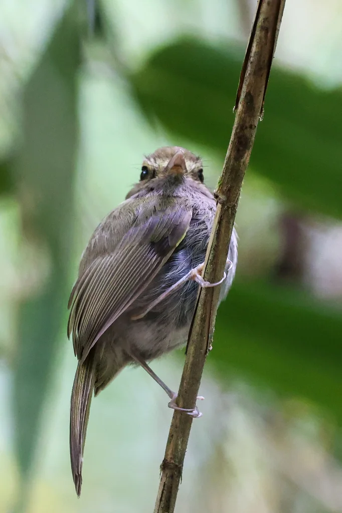 淡褐胸侏霸鹟(Hemitriccus diops)