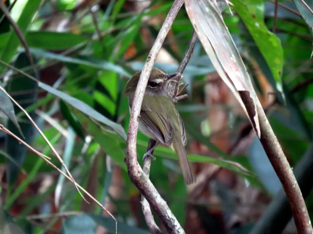 淡褐胸侏霸鹟(Hemitriccus diops)