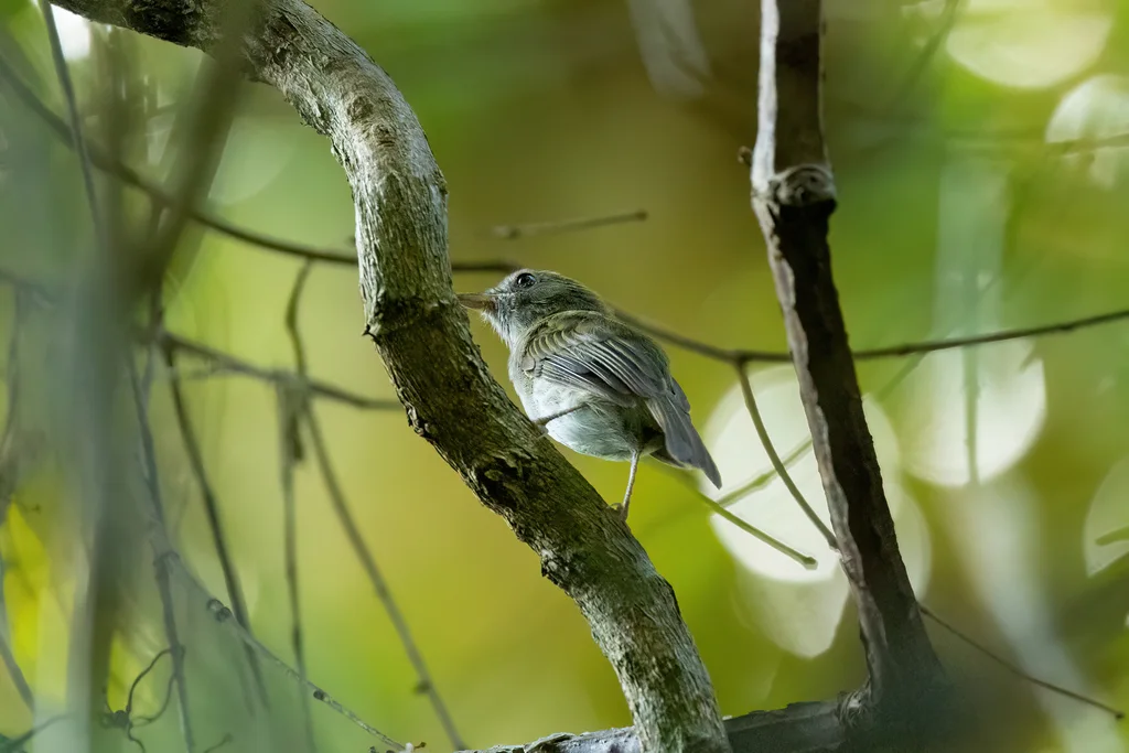 红侏霸鹟(Hemitriccus flammulatus)