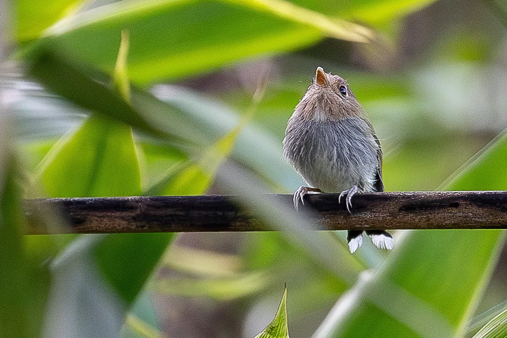 叉尾哑霸鹟(Hemitriccus furcatus)