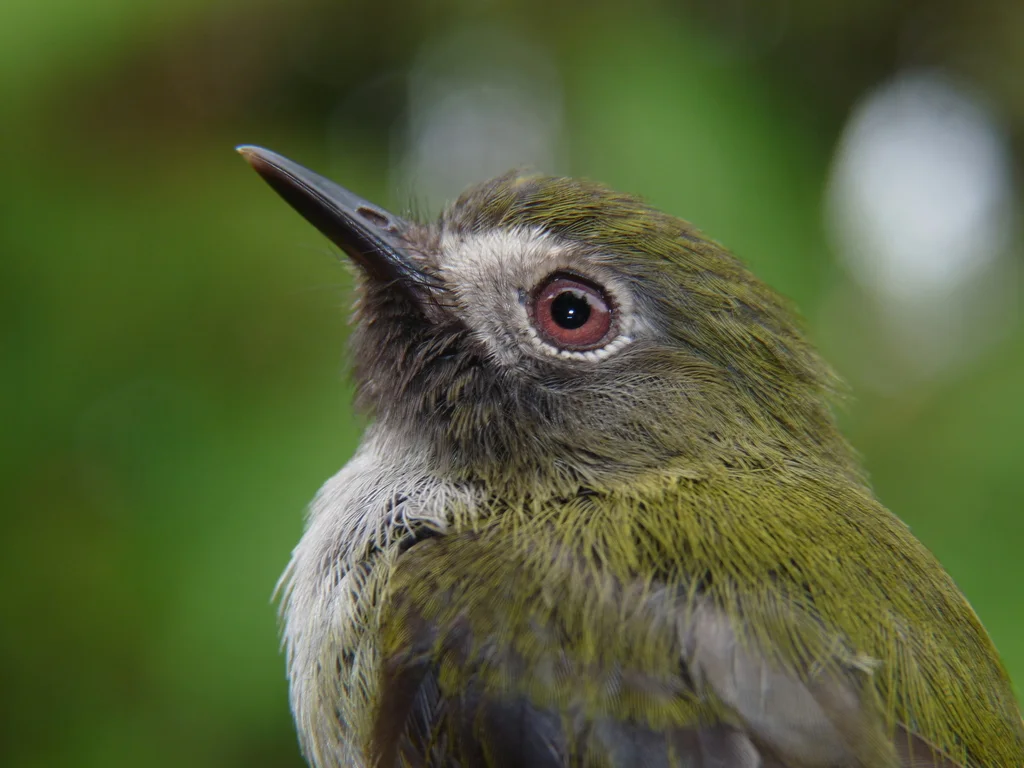 黑喉哑霸鹟(Hemitriccus granadensis)