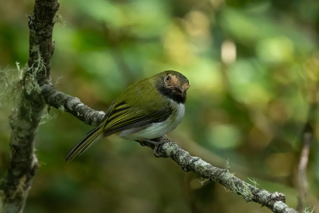 黑喉哑霸鹟(Hemitriccus granadensis)