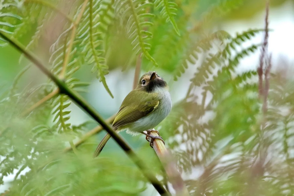 黑喉哑霸鹟(Hemitriccus granadensis)