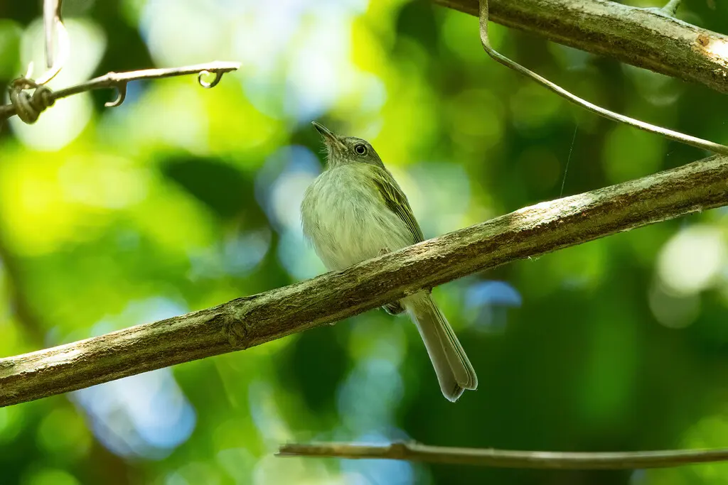 白腹哑霸鹟(Hemitriccus griseipectus)