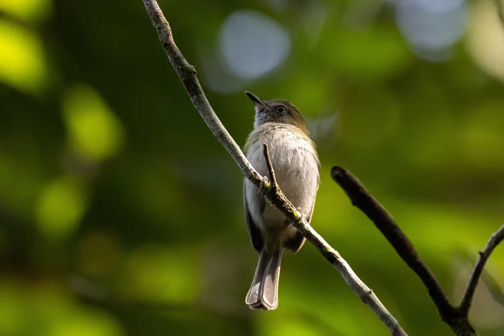 白腹哑霸鹟(Hemitriccus griseipectus)
