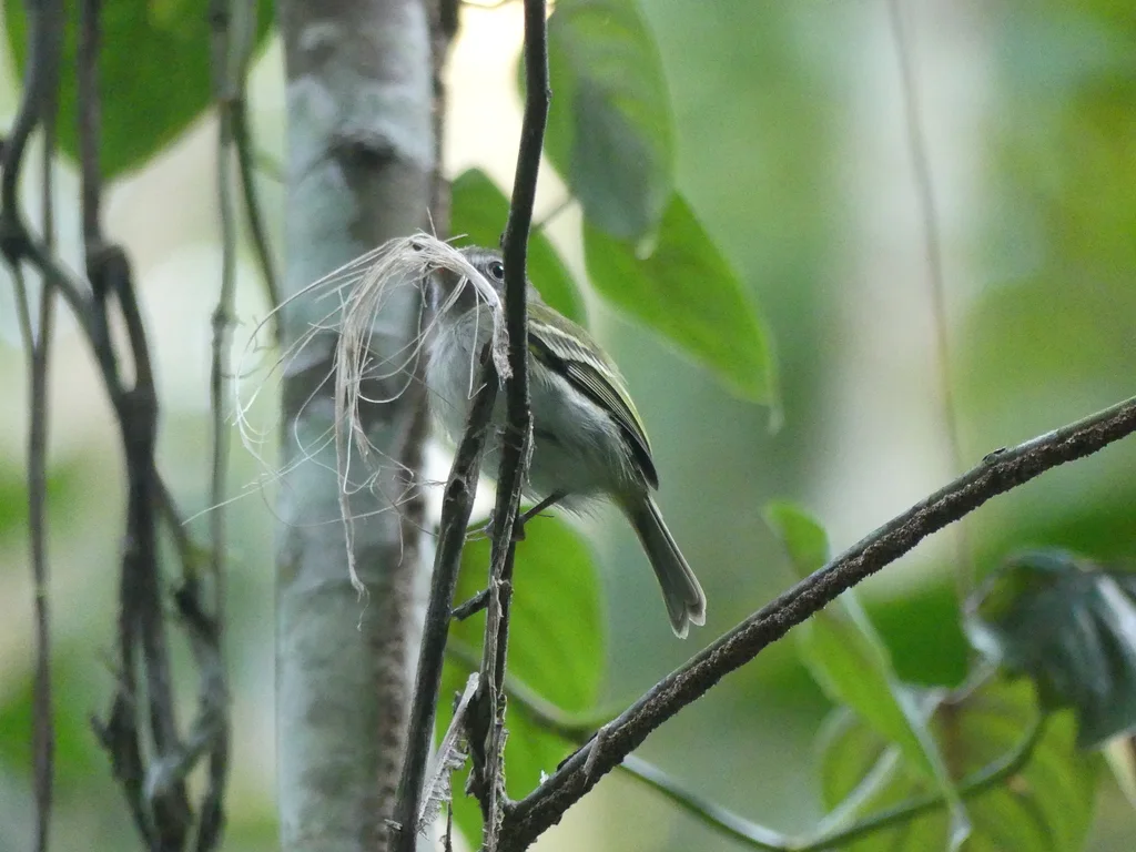 白腹哑霸鹟(Hemitriccus griseipectus)