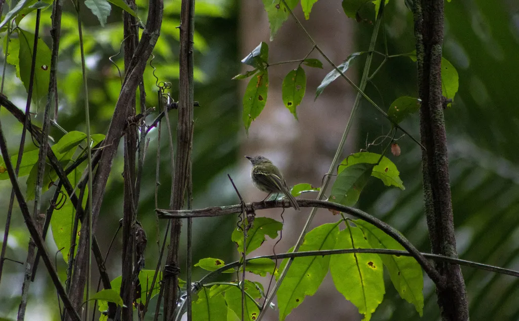白腹哑霸鹟(Hemitriccus griseipectus)