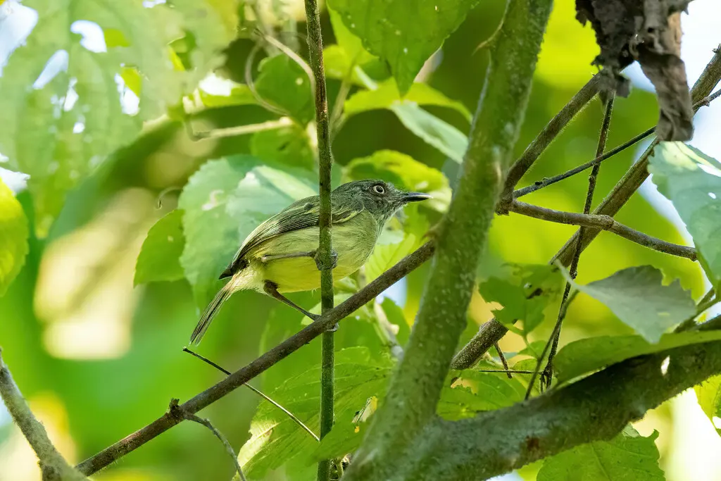 乔氏哑霸鹟(Hemitriccus iohannis)