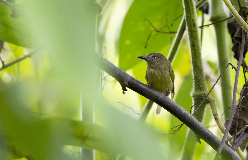 乔氏哑霸鹟(Hemitriccus iohannis)