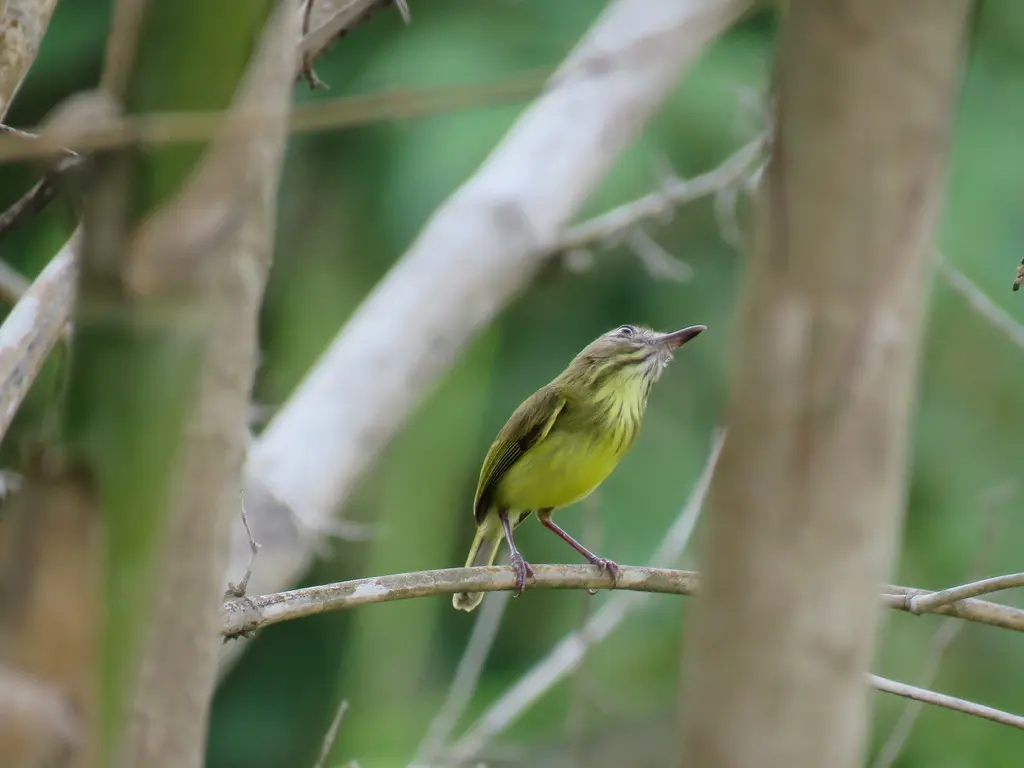 乔氏哑霸鹟(Hemitriccus iohannis)