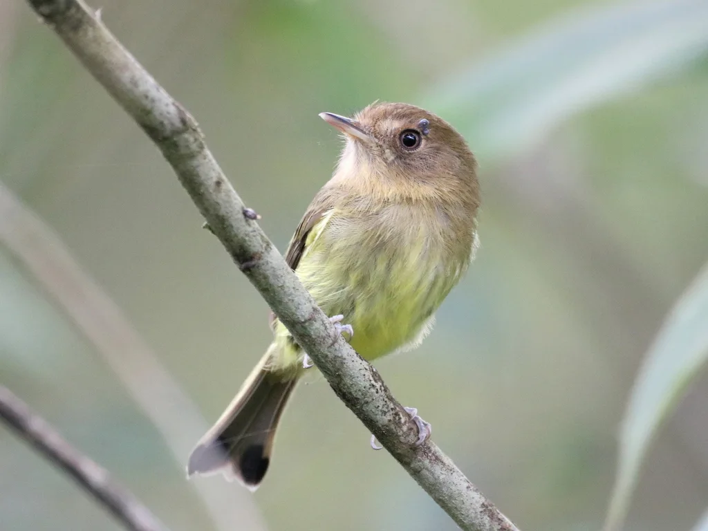 凯氏哑霸鹟(Hemitriccus kaempferi)