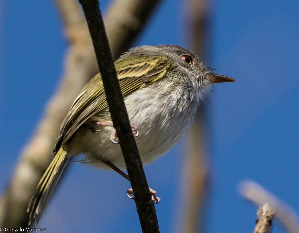 斑臀哑霸鹟(Hemitriccus margaritaceiventer)