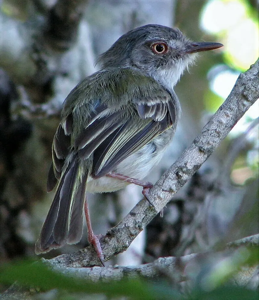 斑臀哑霸鹟(Hemitriccus margaritaceiventer)