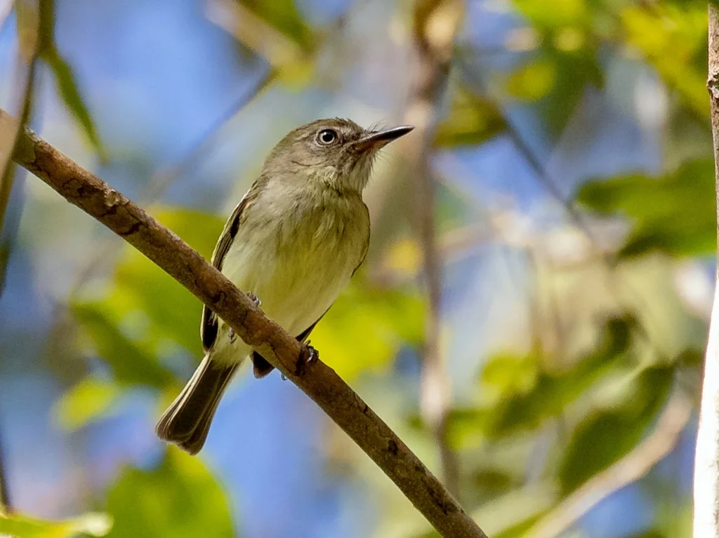 奇氏哑霸鹟(Hemitriccus minimus)