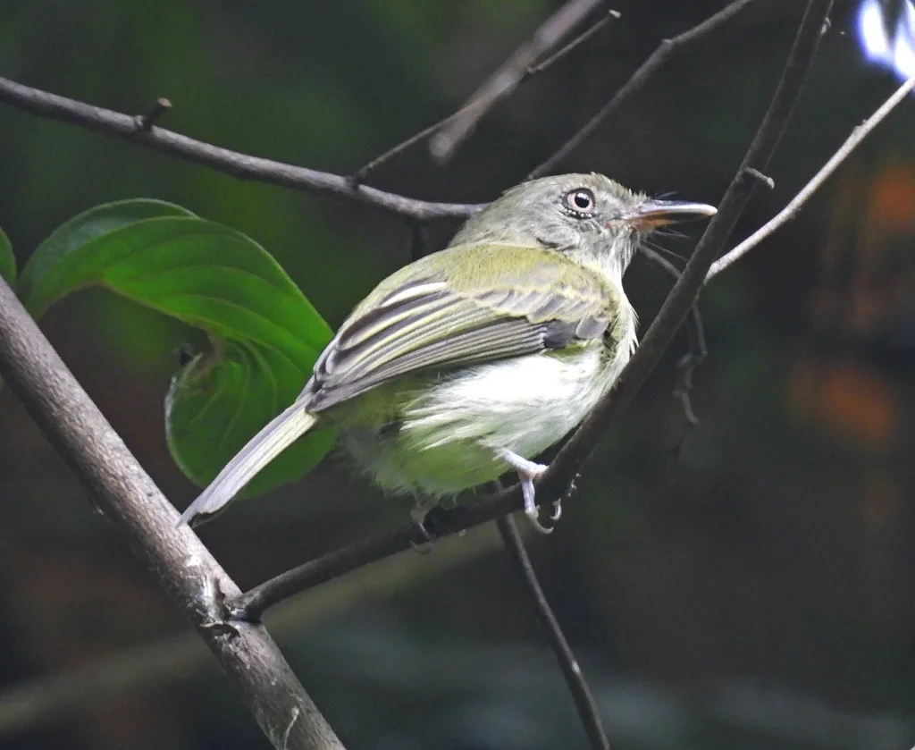 小哑霸鹟(Hemitriccus minor)