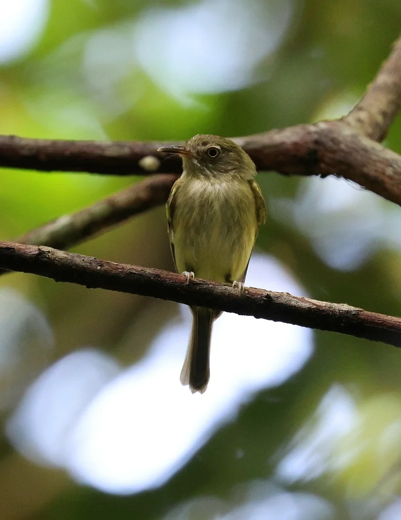 小哑霸鹟(Hemitriccus minor)