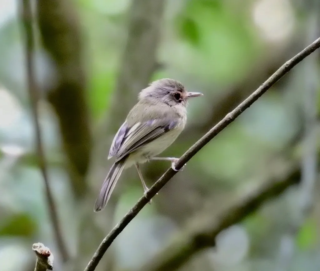 黄胸哑霸鹟(Hemitriccus mirandae)