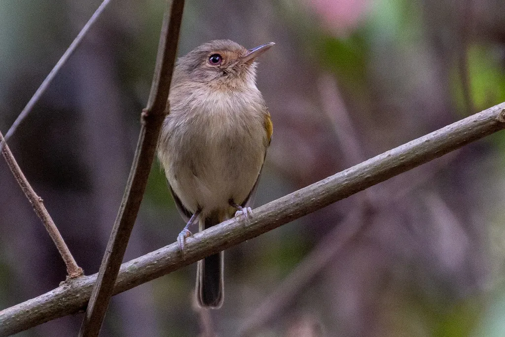 黄胸哑霸鹟(Hemitriccus mirandae)