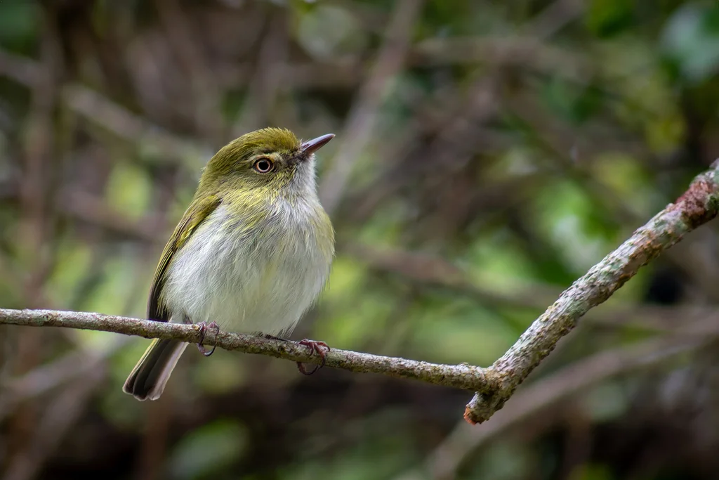 悬巢哑霸鹟(Hemitriccus nidipendulus)