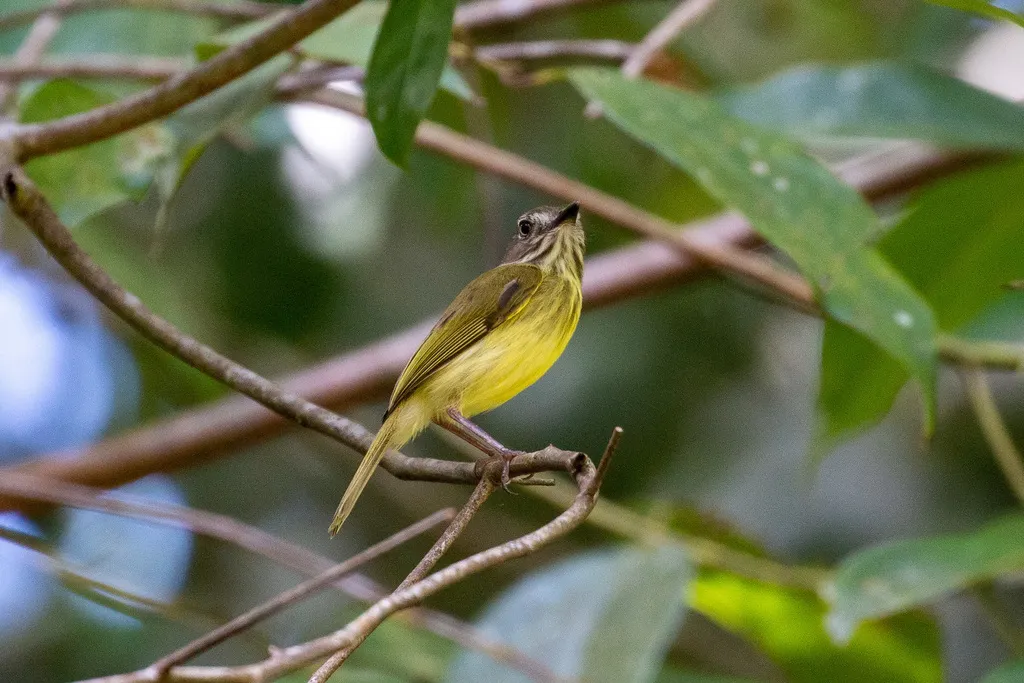 纹颈哑霸鹟(Hemitriccus striaticollis)