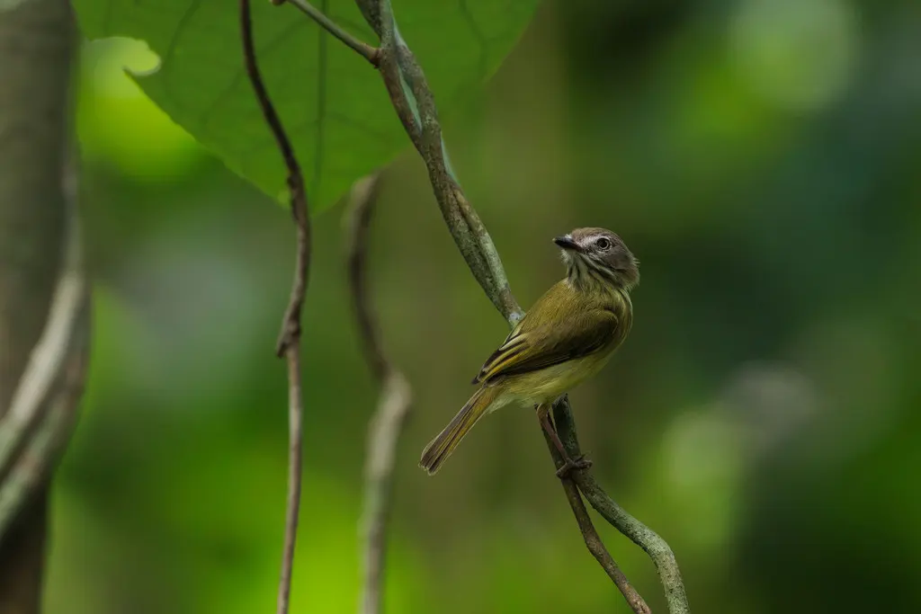 纹颈哑霸鹟(Hemitriccus striaticollis)