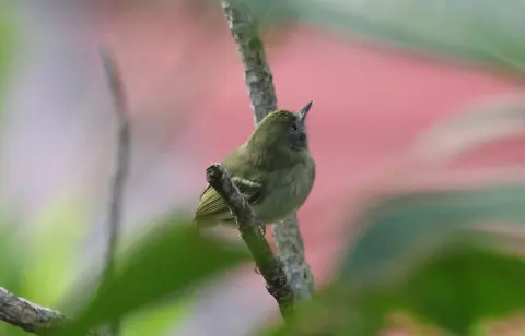 白眼哑霸鹟