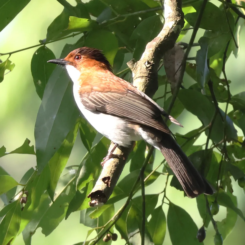 栗背短脚鹎(Hemixos castanonotus)