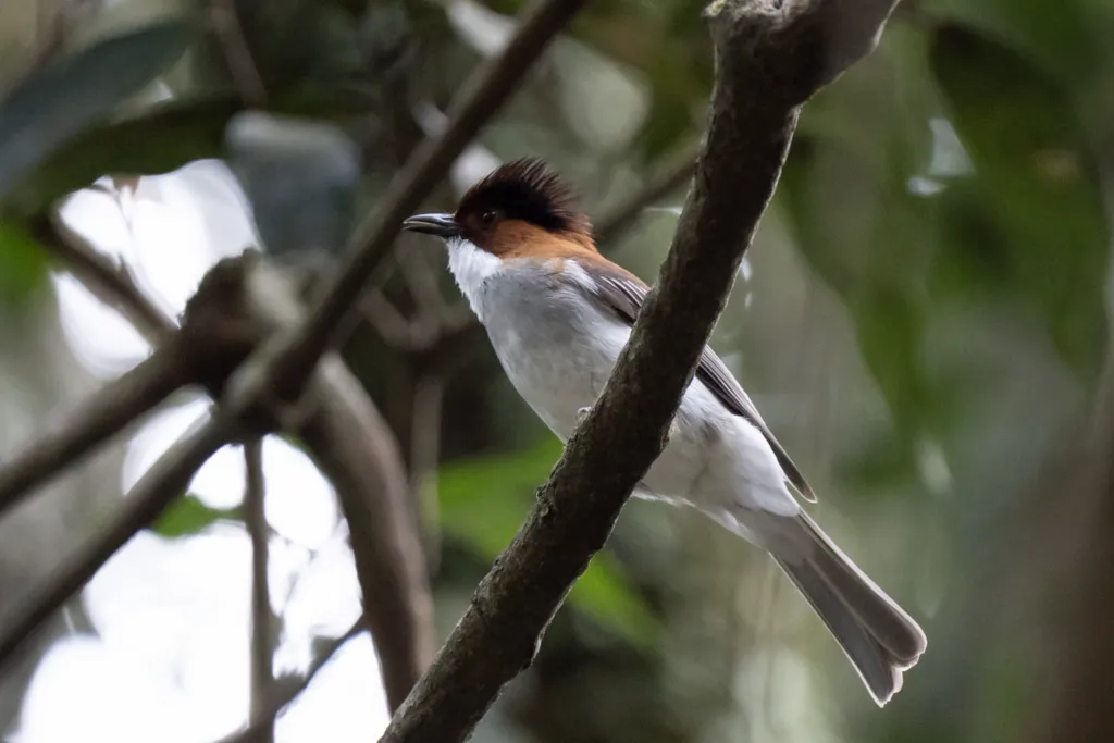 栗背短脚鹎(Hemixos castanonotus)