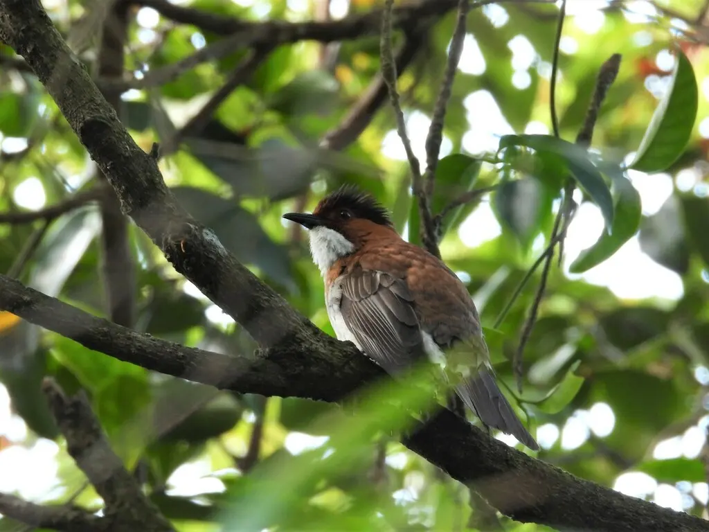 栗背短脚鹎(Hemixos castanonotus)