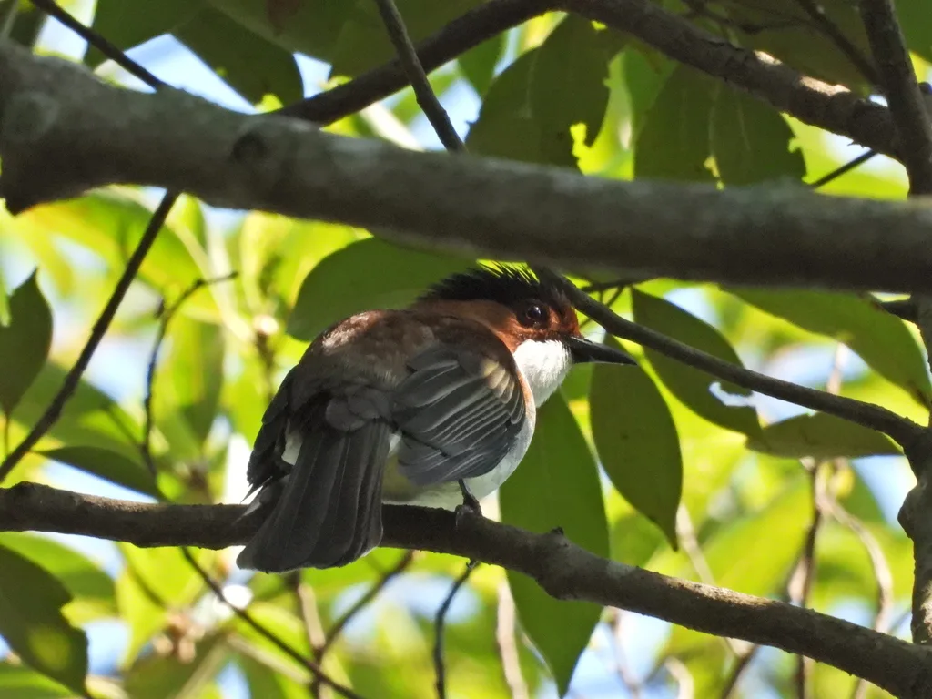 栗背短脚鹎(Hemixos castanonotus)