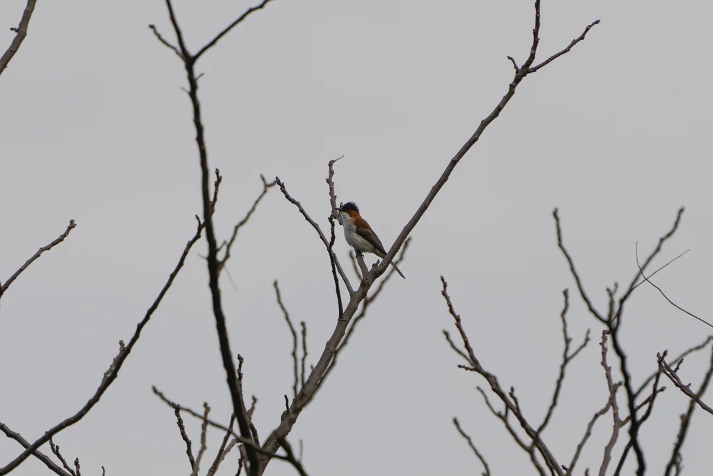 栗背短脚鹎(Hemixos castanonotus)