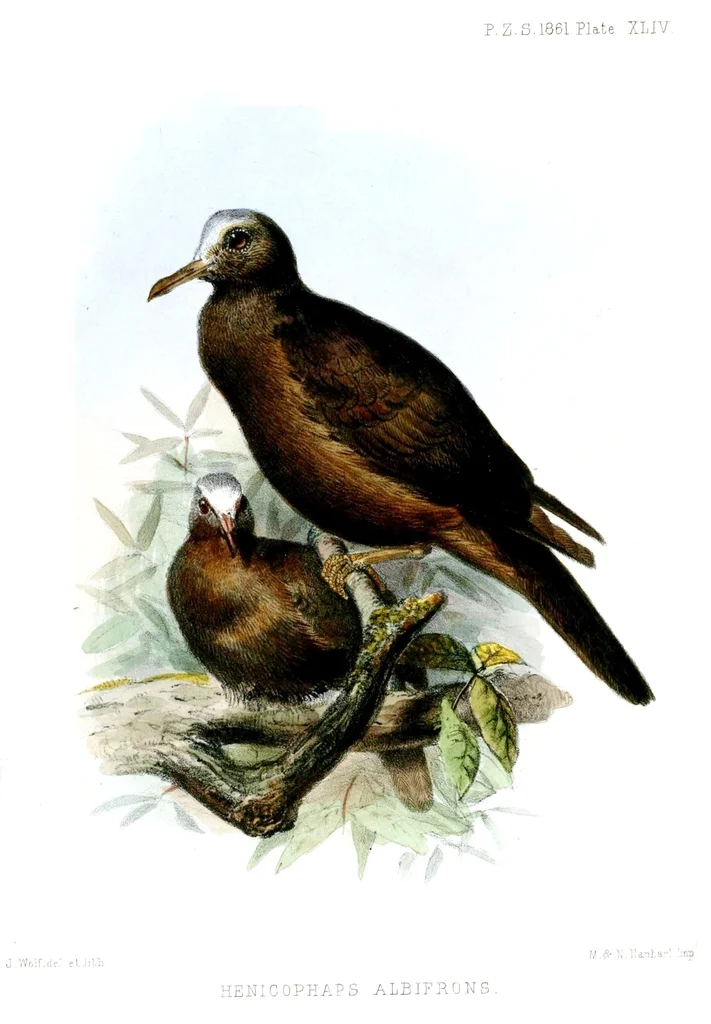 白顶地鸽(Henicophaps albifrons)